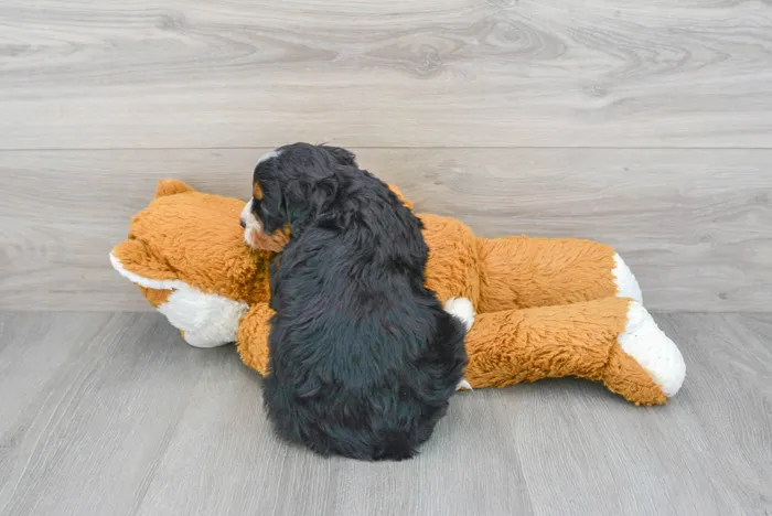 Female Mini Bernedoodle puppy for sale at Pinogy Store.