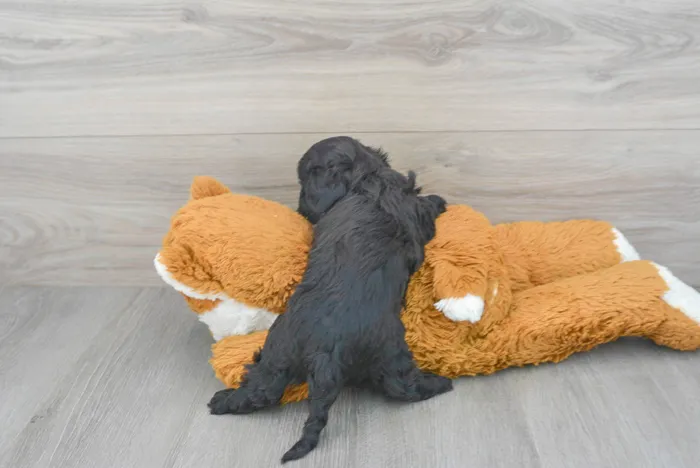 Male Cavapoo puppy for sale at Pinogy Store.