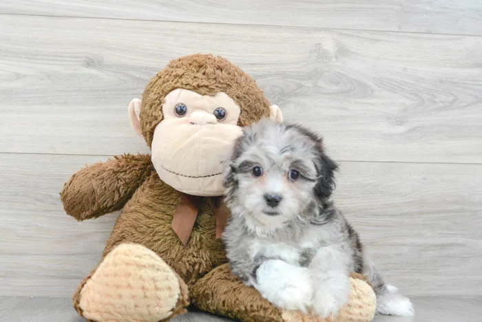 Female Hybrid puppy for sale at Pinogy Store.