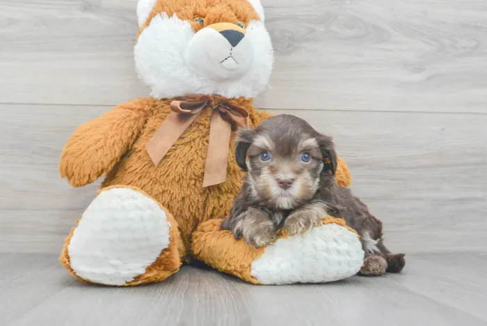 Male Havanese puppy for sale at Pinogy Store.