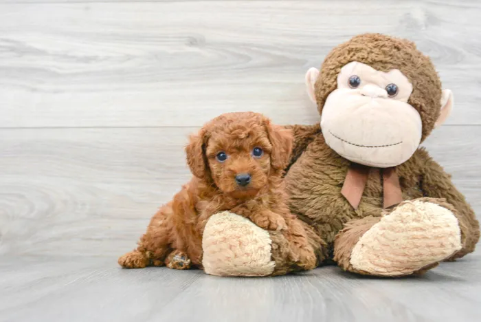Male Cavapoo puppy for sale at Pinogy Store.