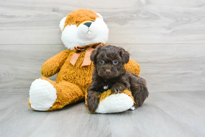 Female Havapoo puppy for sale at Pinogy Store.