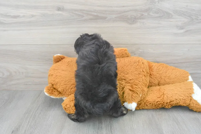 Female Mini Aussiedoodle puppy for sale at Pinogy Store.