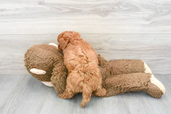 Male Cavapoo puppy for sale at Pinogy Store.