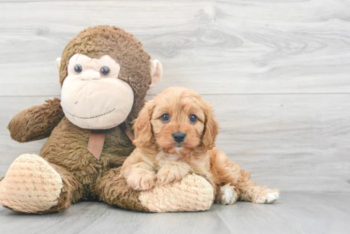 Female Cavapoo puppy for sale at Pinogy Store.