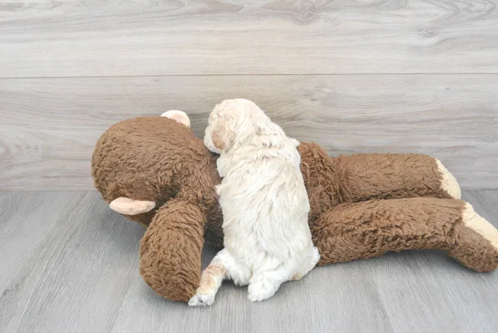 Male Bichon-Poodle puppy named Bradley for sale at Pinogy Store.