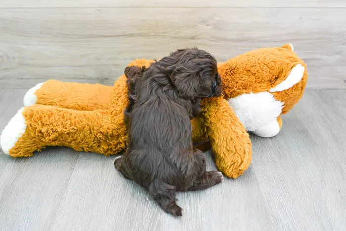 Female Havapoo puppy for sale at Pinogy Store.
