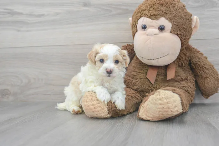 Male Maltipoo puppy for sale at Pinogy Store.
