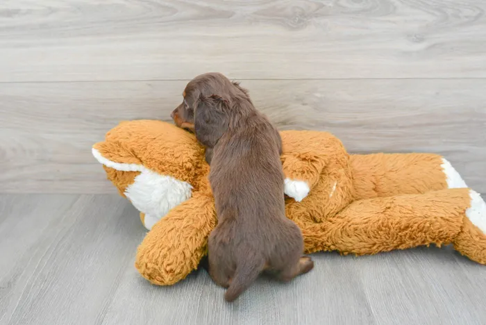 Male Dachshund puppy for sale at Pinogy Store.