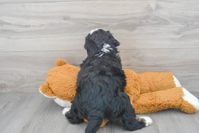 Female Mini Bernedoodle puppy for sale at Pinogy Store.