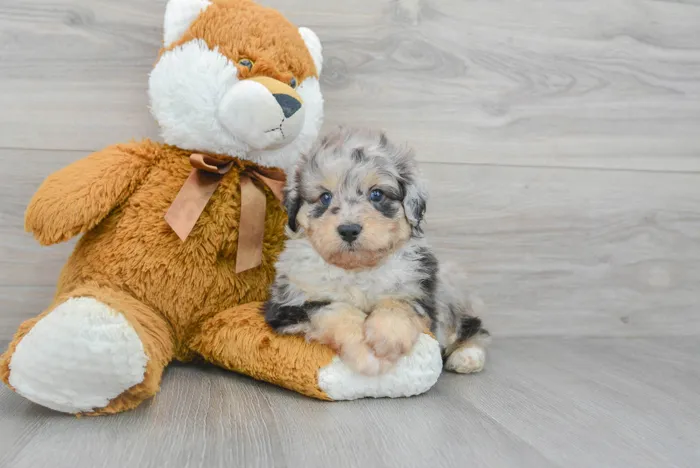 Male Mini Aussiedoodle puppy for sale at Pinogy Store.