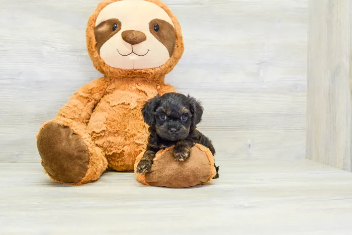 Female Cavapoo puppy for sale at Pinogy Store.