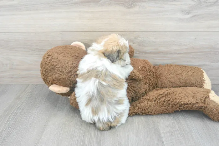 Female Hava-Chon puppy for sale at Pinogy Store.