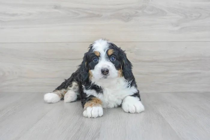 Female Mini Bernedoodle puppy for sale at Pinogy Store.