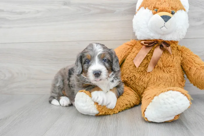 Male Mini Bernedoodle puppy named Thomas for sale at Pinogy Store.