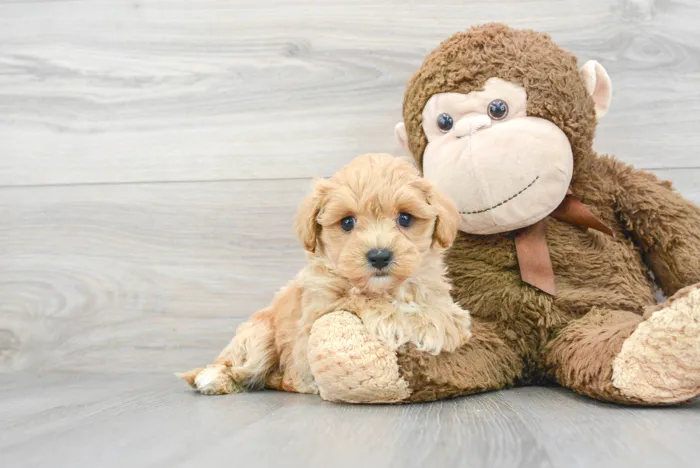 Male Maltipoo puppy for sale at Pinogy Store.