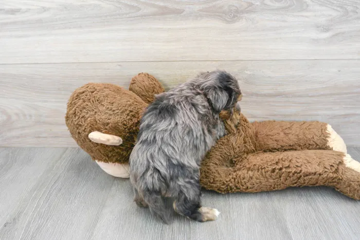 Male Maltipoo puppy for sale at Pinogy Store.