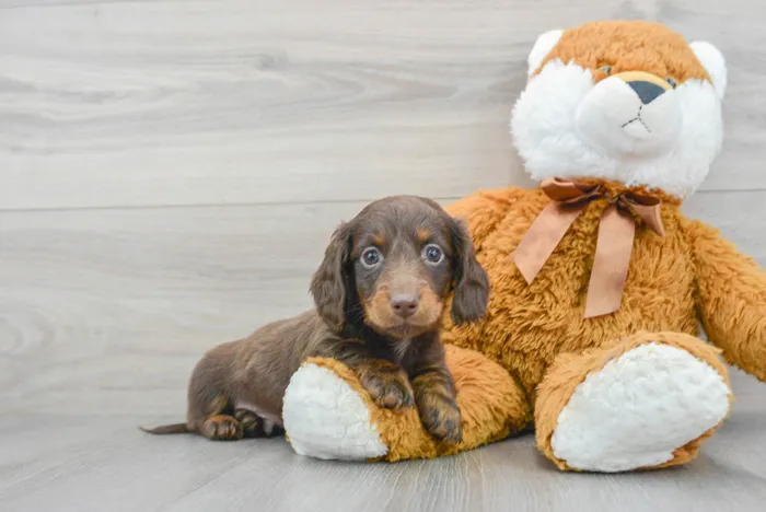 Male Dachshund puppy for sale at Pinogy Store.