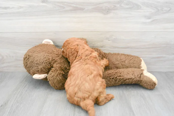 Male Cavapoo puppy for sale at Pinogy Store.
