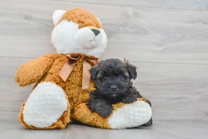 Female Maltipoo puppy for sale at Pinogy Store.