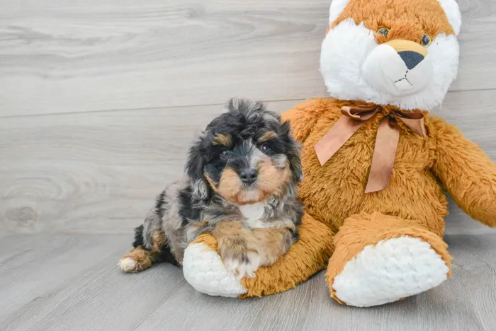 Male Mini Aussiedoodle puppy for sale at Pinogy Store.