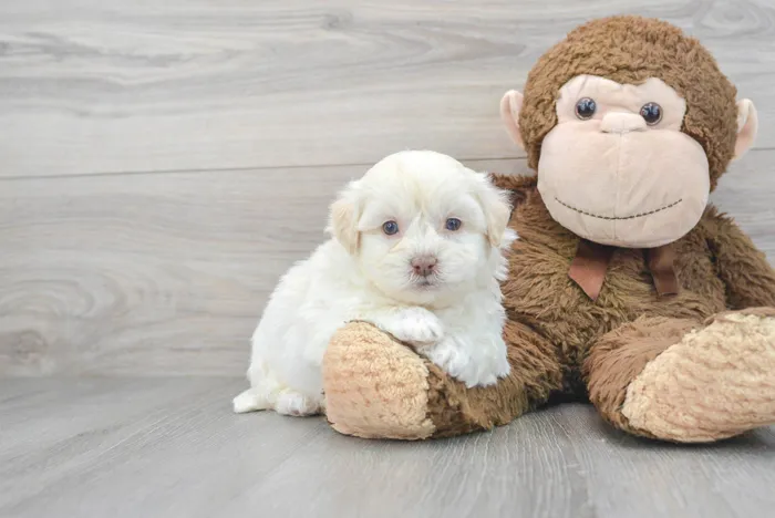 Male Teddy Bear puppy for sale at Pinogy Store.