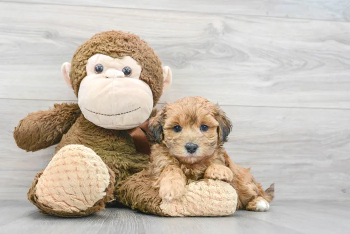 Male Maltipoo puppy for sale at Pinogy Store.