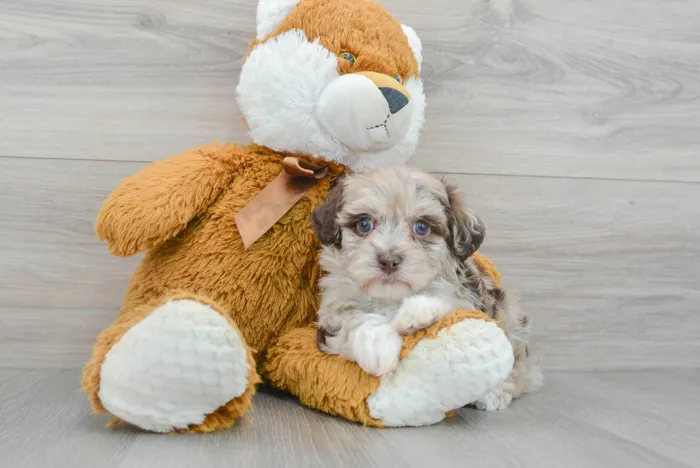 Female Havapoo puppy for sale at Pinogy Store.