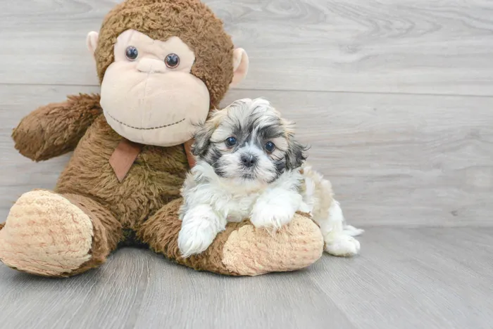 Male Teddy Bear puppy for sale at Pinogy Store.