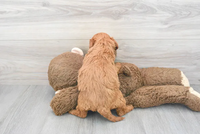 Male Mini Goldendoodle puppy for sale at Pinogy Store.