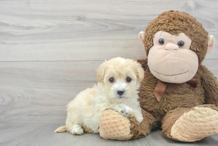 Female Maltipoo puppy for sale at Pinogy Store.