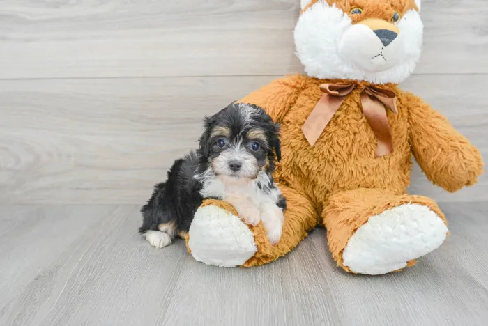 Male Mini Aussiedoodle puppy for sale at Pinogy Store.