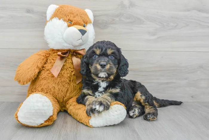 Male Cavapoo puppy for sale at Pinogy Store.