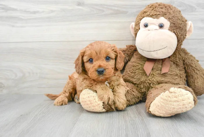 Male Cavapoo puppy for sale at Pinogy Store.