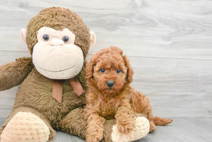 Female Mini Goldendoodle puppy for sale at Pinogy Store.