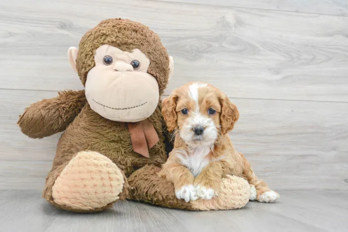 Male Cockapoo puppy for sale at Pinogy Store.