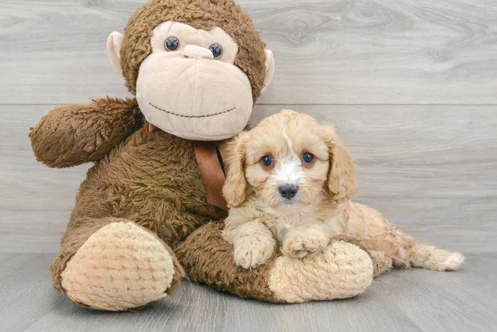Female Cavapoo puppy for sale at Pinogy Store.