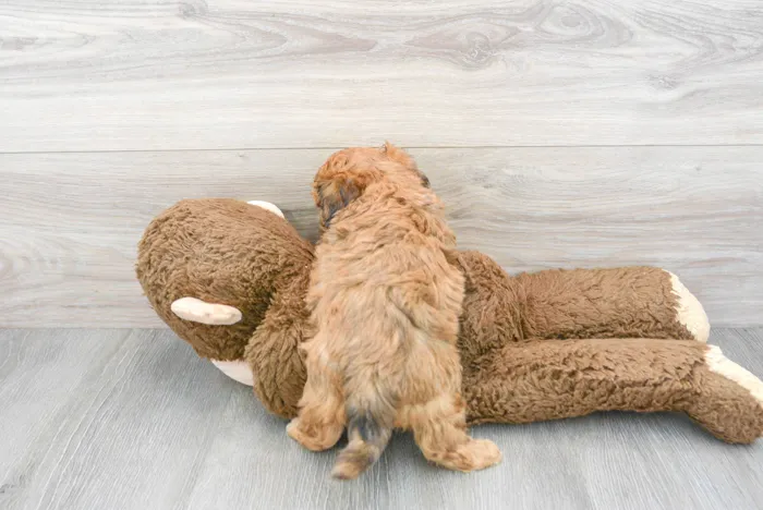 Male Maltipoo puppy for sale at Pinogy Store.