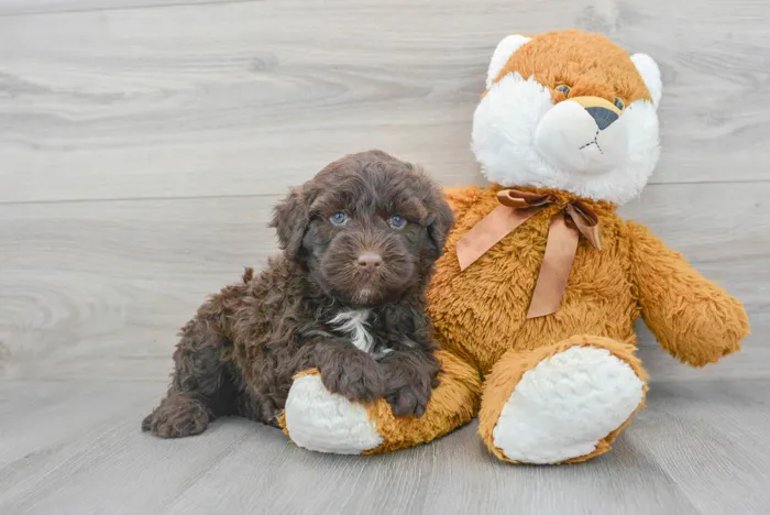 Male Portuguese Water Dog puppy for sale at Pinogy Store.