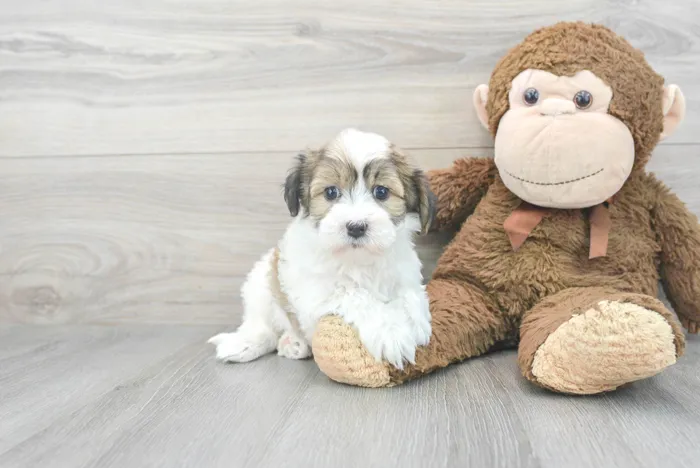 Male Havanese puppy for sale at Pinogy Store.