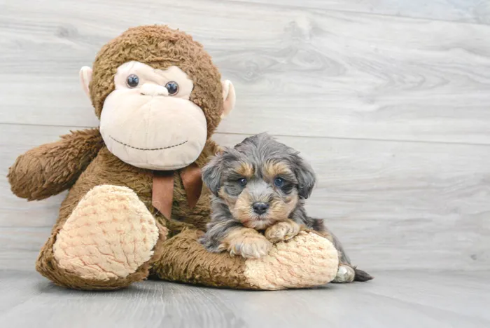 Male Maltipoo puppy for sale at Pinogy Store.