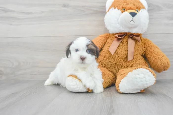 Female Havanese puppy for sale at Pinogy Store.