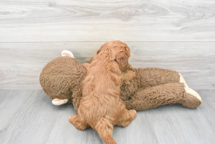 Female Mini Goldendoodle puppy for sale at Pinogy Store.