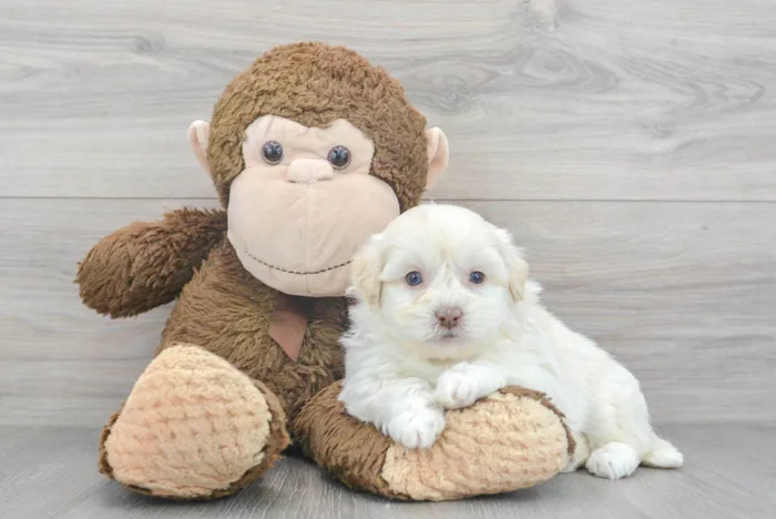 Male Teddy Bear puppy for sale at Pinogy Store.