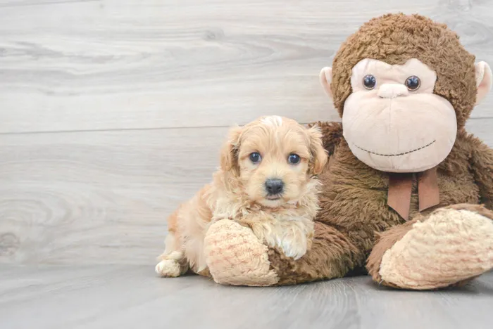 Male Maltipoo puppy for sale at Pinogy Store.