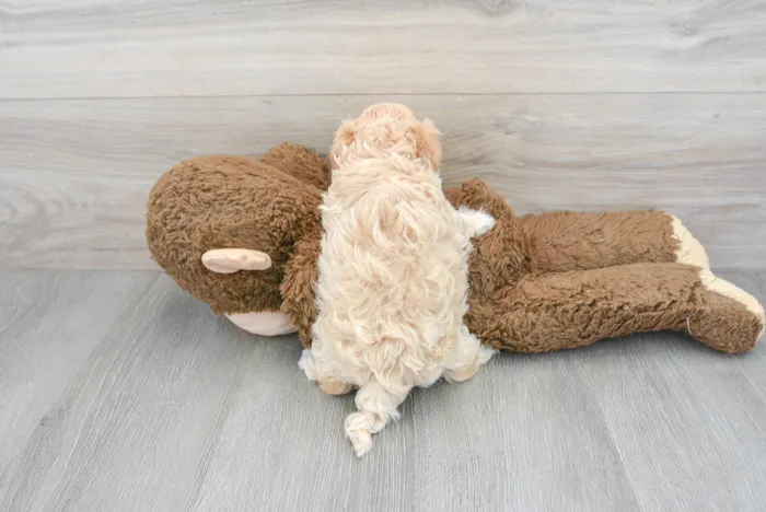 Female Maltipoo puppy for sale at Pinogy Store.
