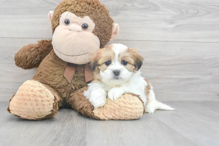 Female Teddy Bear puppy for sale at Pinogy Store.