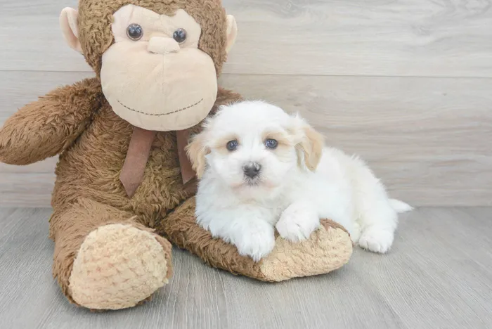 Male Havapoo puppy for sale at Pinogy Store.
