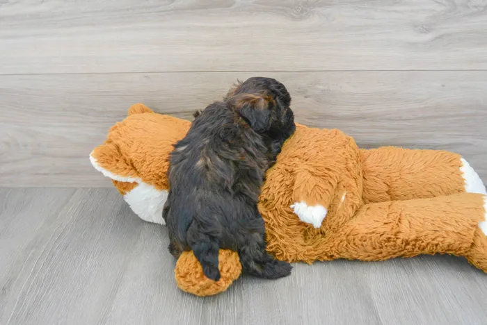 Female Maltipoo puppy for sale at Pinogy Store.