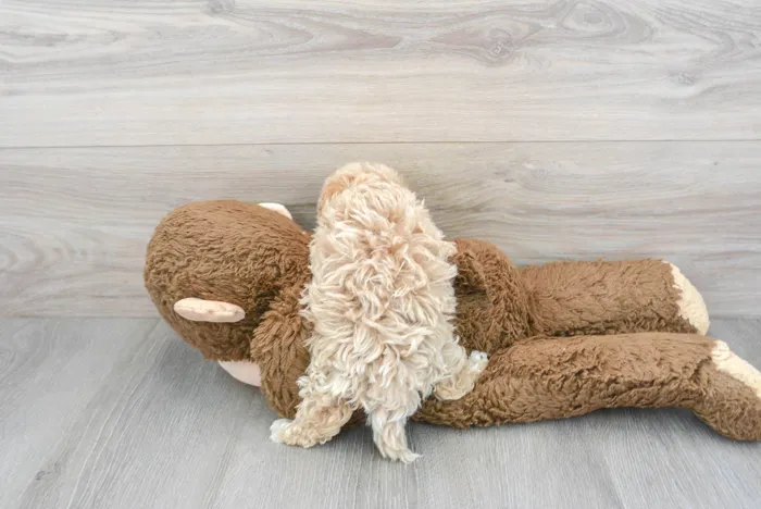 Female Maltipoo puppy for sale at Pinogy Store.